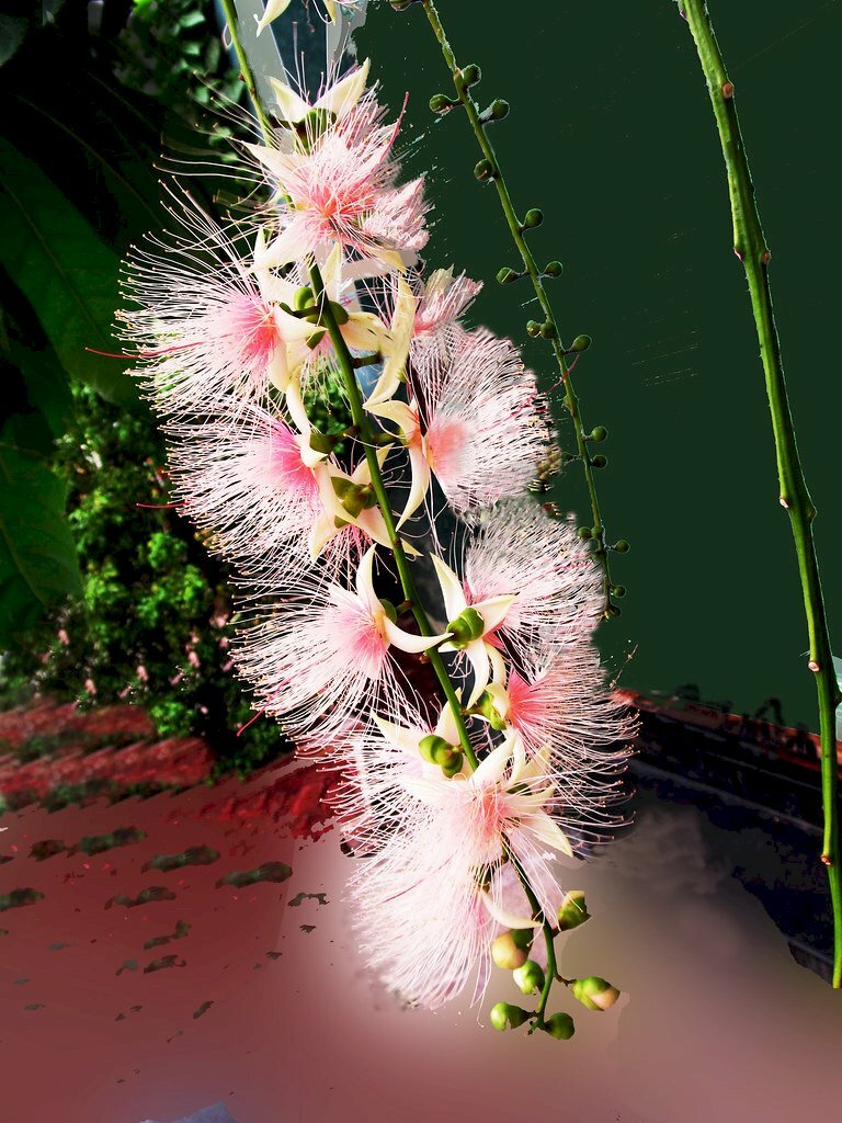 Hình ảnh hoa lộc vừng trắng nở rực rỡ