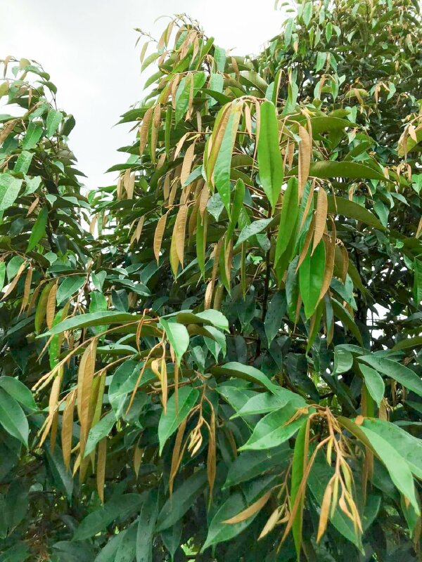 Hình ảnh cây sầu riêng ra lá non