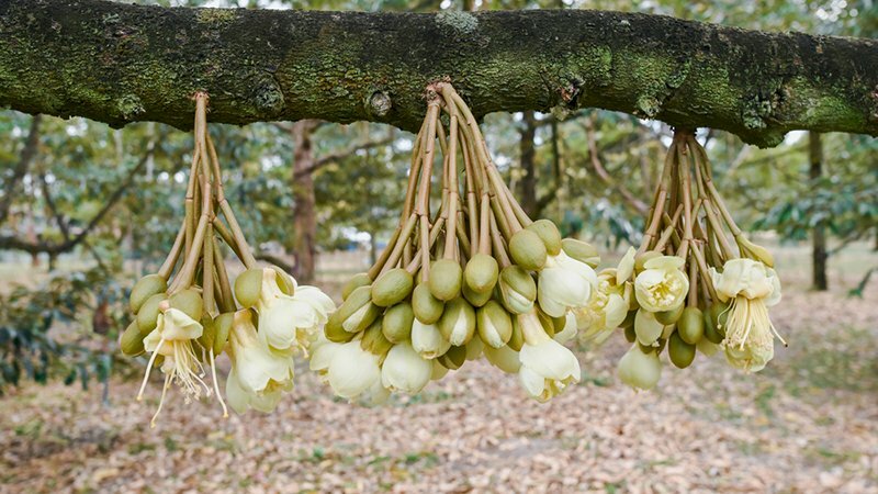 Hình ảnh những chùm hoa sầu riêng mọc hướng xuống mặt đất