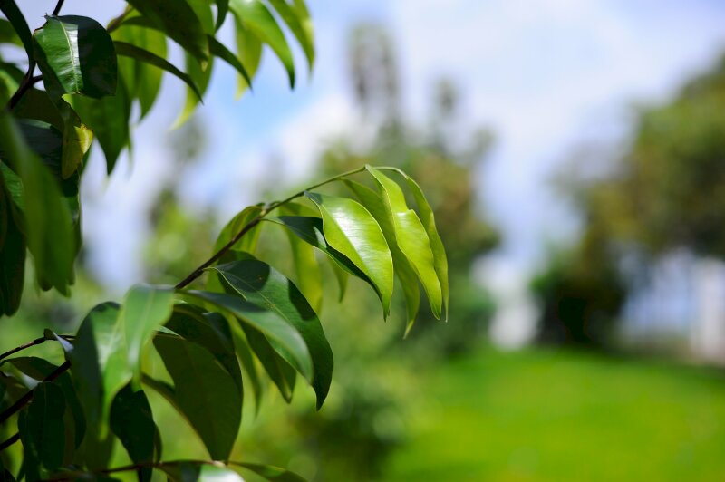 Hình ảnh tán lá cây gió bầu trong nắng