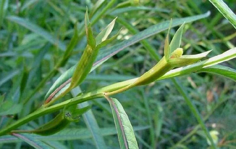 Hình ảnh lá rau mương tươi tốt cành nhánh vươn xa