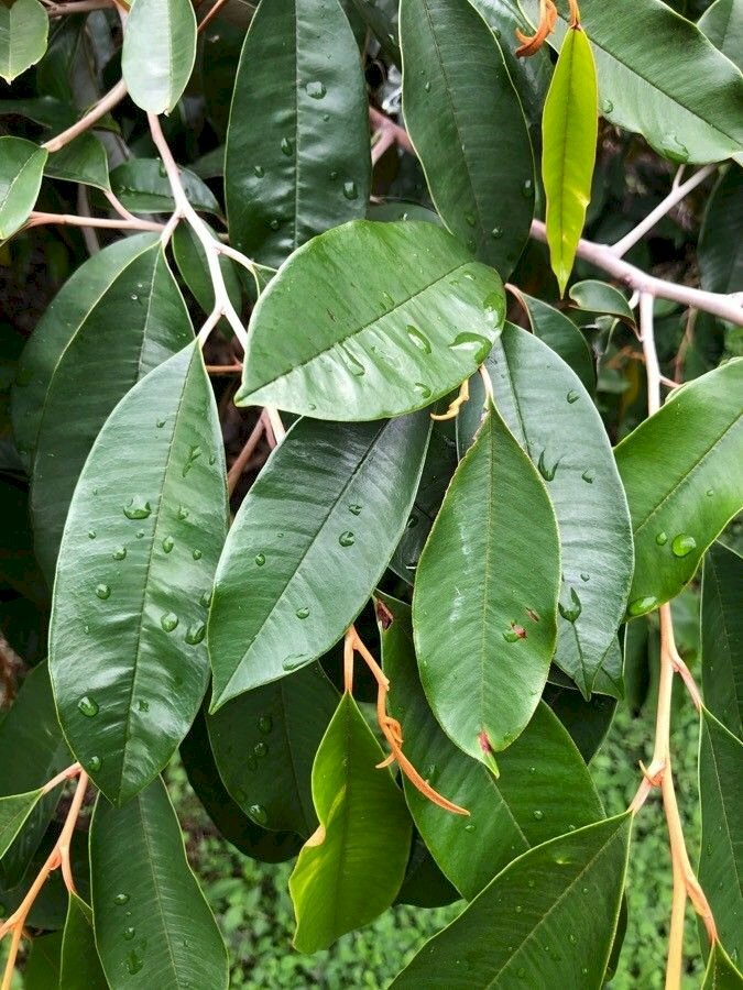 Hình ảnh nhánh lá cây vú sữa xanh mát ướt đẫm nước