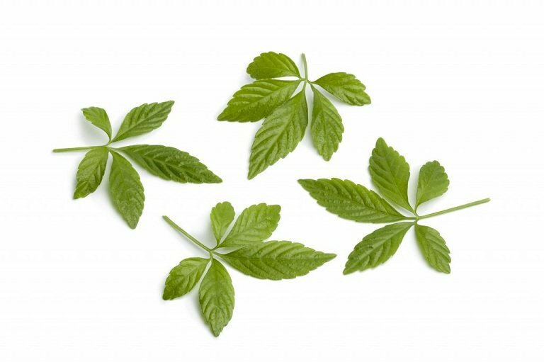 Hình ảnh lá giảo cổ lam trên nền trắng