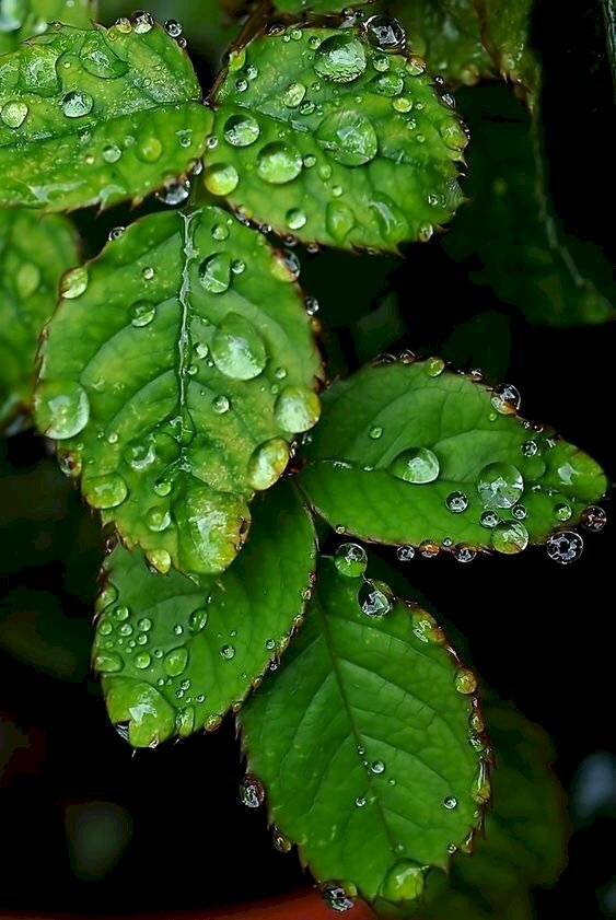 Hình ảnh nhánh lá hoa hồng xanh tươi dưới bầu trời sương sớm