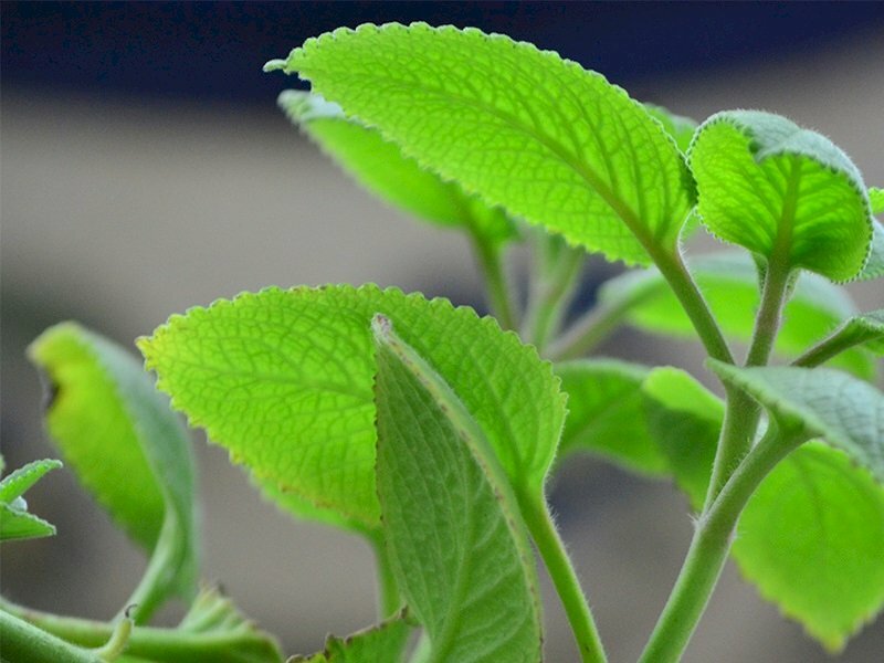 Hình ảnh ngọn cây húng chanh tươi tốt