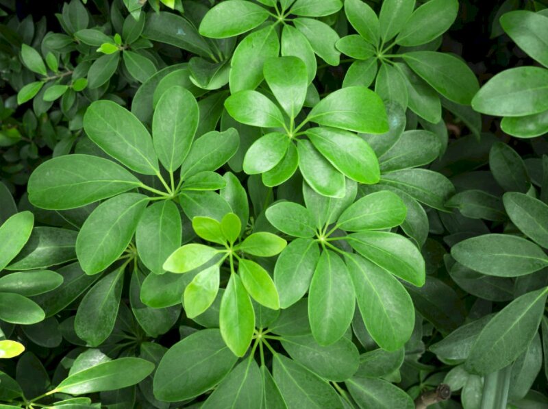 Hình ảnh vườn cây ngũ giá bì xanh tươi