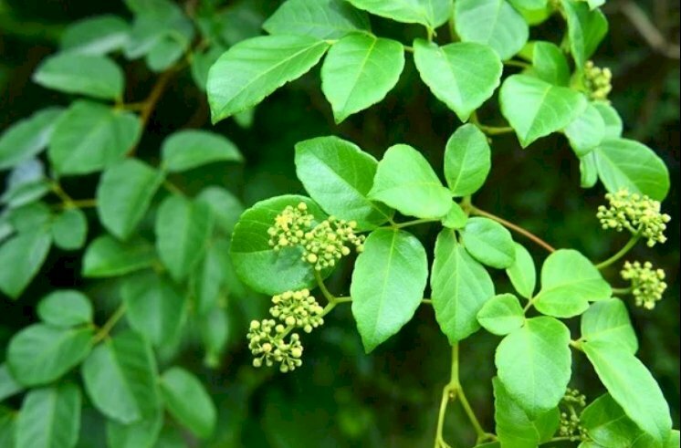 Hình ảnh lá thìa canh có công dụng hạn chế khả năng tiếp nhận đường từ ruột (Theo các thí nghiệm bước đầu của Y khoa)