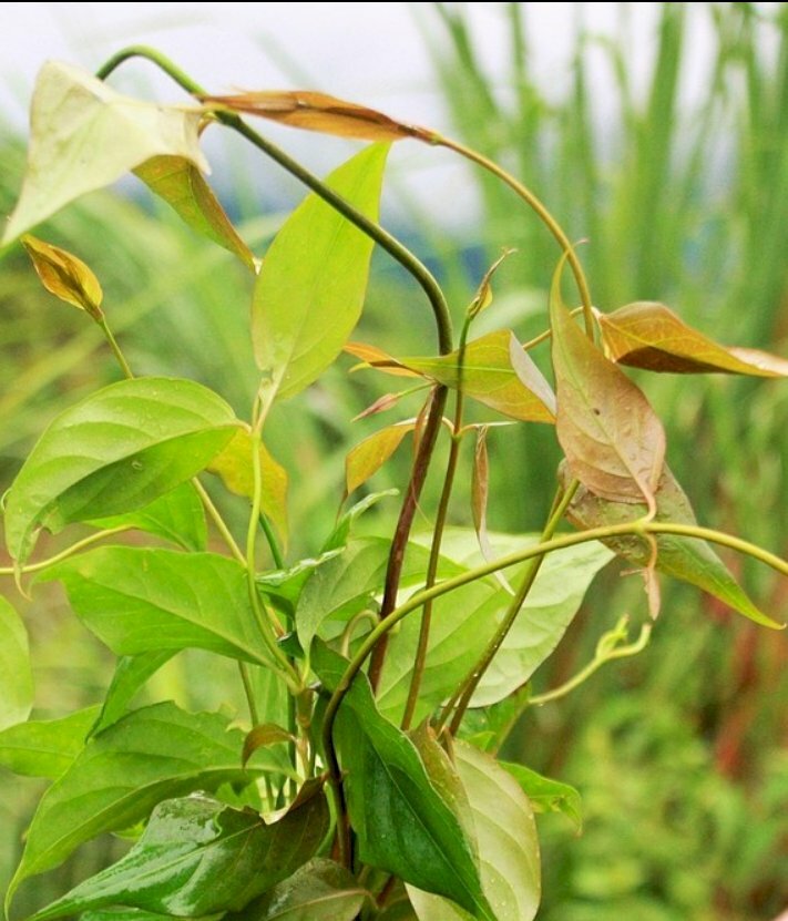 Hình ảnh nhánh lá ngón mọc dại