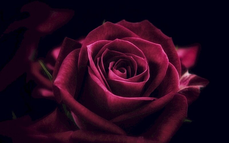 Hình ảnh nụ hoa hồng tím rực rỡ nở trong đêm