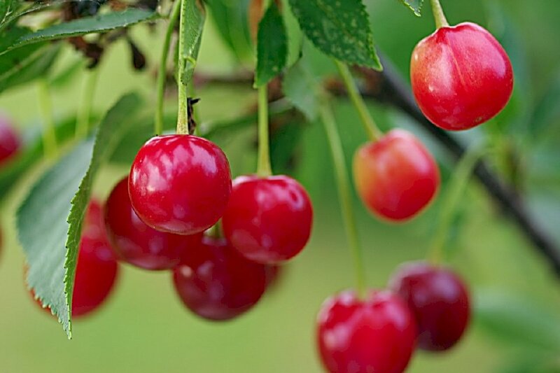 Hình ảnh những quả cherry đỏ xinh lung linh