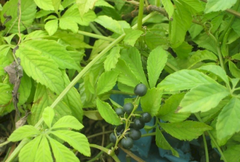 Hình ảnh quả giảo cổ lam tựa những viên thuốc nén có màu đen