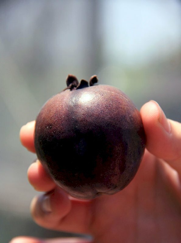 Hình ảnh quả ổi tím Malaysia độc lạ