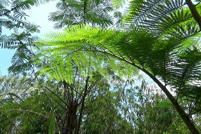 Hình ảnh rừng dươi xỉ nhìn từ dưới lên, cây cao cho tán lá rộng che mát