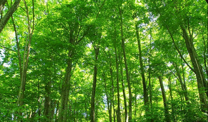 Hình ảnh cây keo trồng lấy gỗ