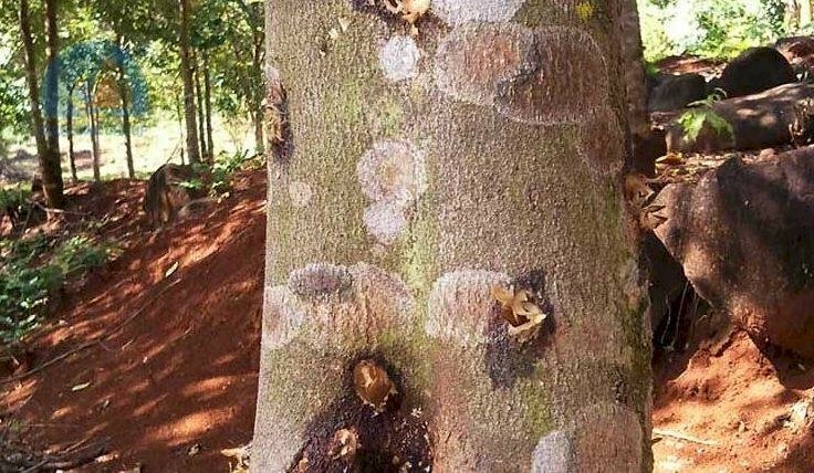 Hình ảnh gỗ cây gió bầu tạo trầm hương có rất nhiều tác dụng về cả sức khoẻ và tâm linh