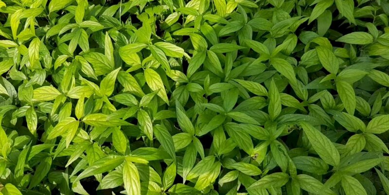 Hình ảnh cây xương khỉ (cây dương khỉ) hay còn gọi là cây bìm bịp dưới nắng