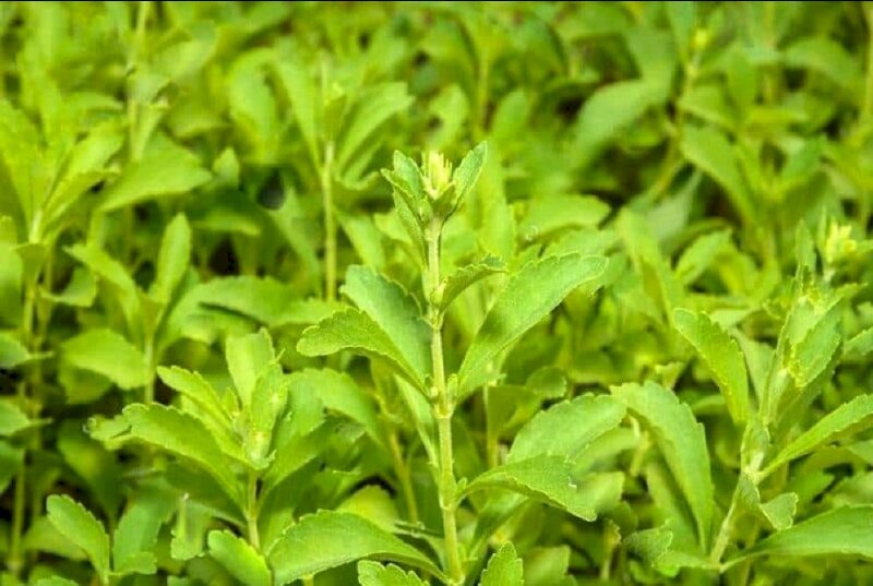 Hình ảnh vườn cỏ ngọt dưới nắng, cây cỏ ngọt có tác dụng hỗ trợ phòng ngừa tăng huyết áp, hỗ trợ người bệnh tiểu đường và cung cấp đường cho phụ nữ có thai,...