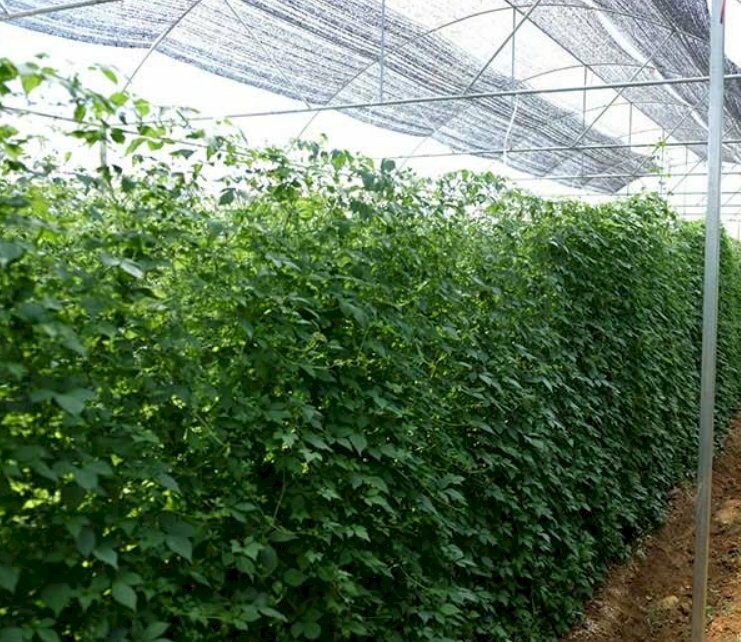 Hình ảnh vườn giảo cổ lam được trồng thành gian trong nhà lưới