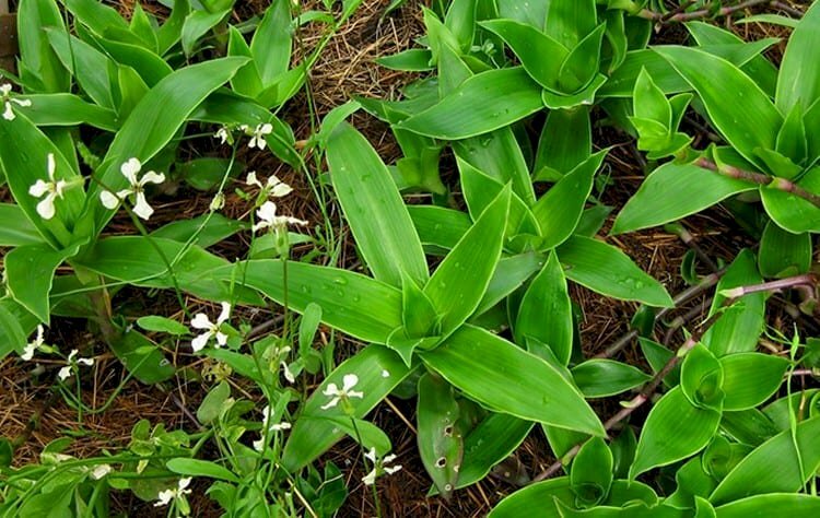 Ảnh những cây lược vàng vừa được tưới nước cùng chùm hoa trắng nổi bật