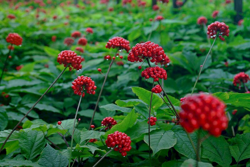 Hình ảnh vườn cây sâm ngọc linh ra hoa màu đỏ rất đẹp