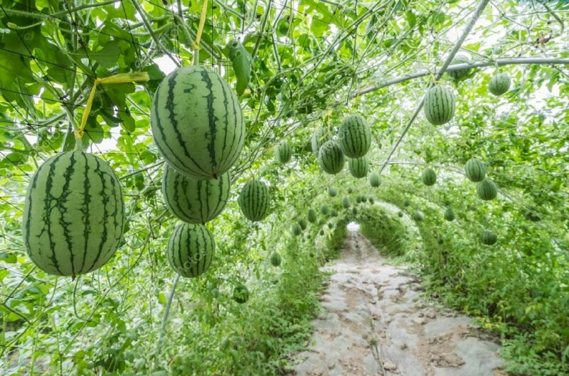 Hình ảnh giàn dưa hấu kết thành giàn tạo thành lối đi như mê cung