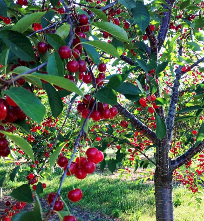 Hình cây cherry ra quả ngọt cho một vụ mùa bội thu
