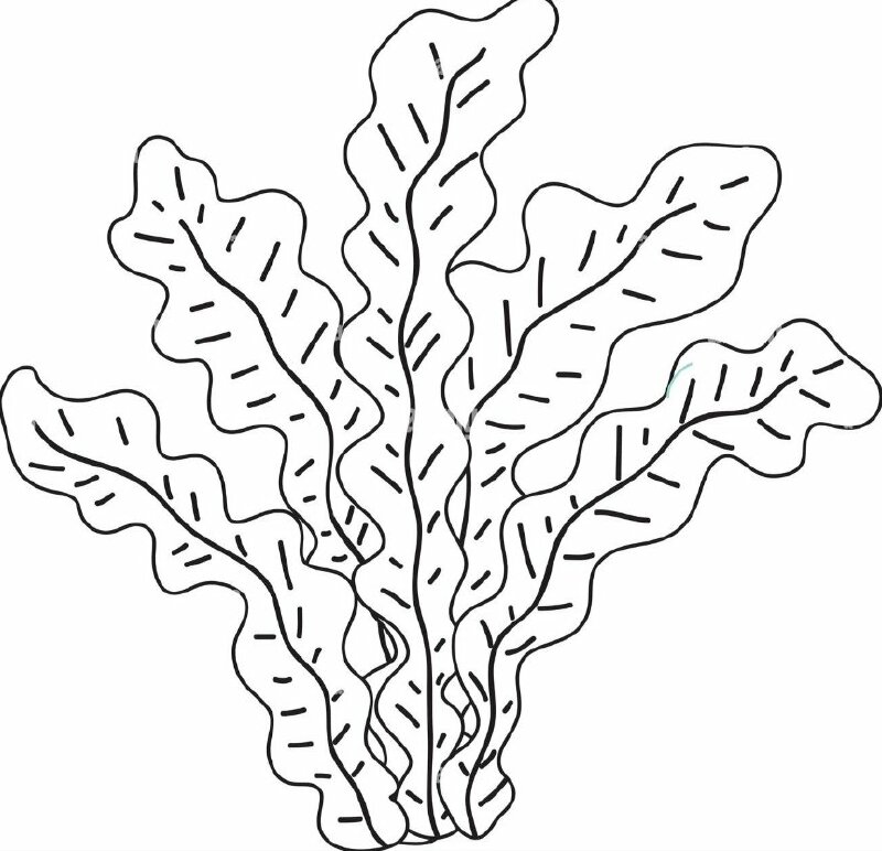 Hướng dẫn vẽ rong rêu so cute