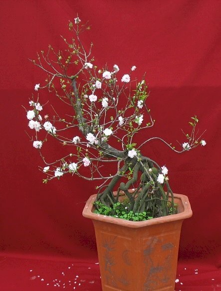 Hình ảnh nhất chi mai đẹp 