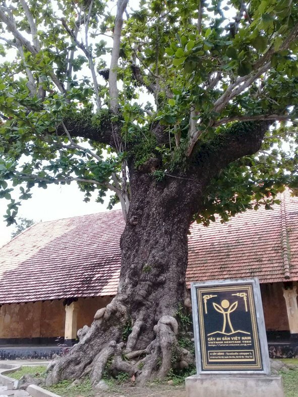 Hình ảnh cây bàng cổ thụ, hình ảnh cây bàng biển tại Côn Đảo cùng với đó là hình ảnh rễ cây bàng rất to cắm sâu vào đất