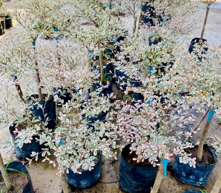 Hình ảnh các chậu bàng Nhật mini