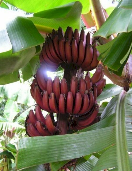 Hình ảnh quài chuối đỏ lấp ló trong đám lá