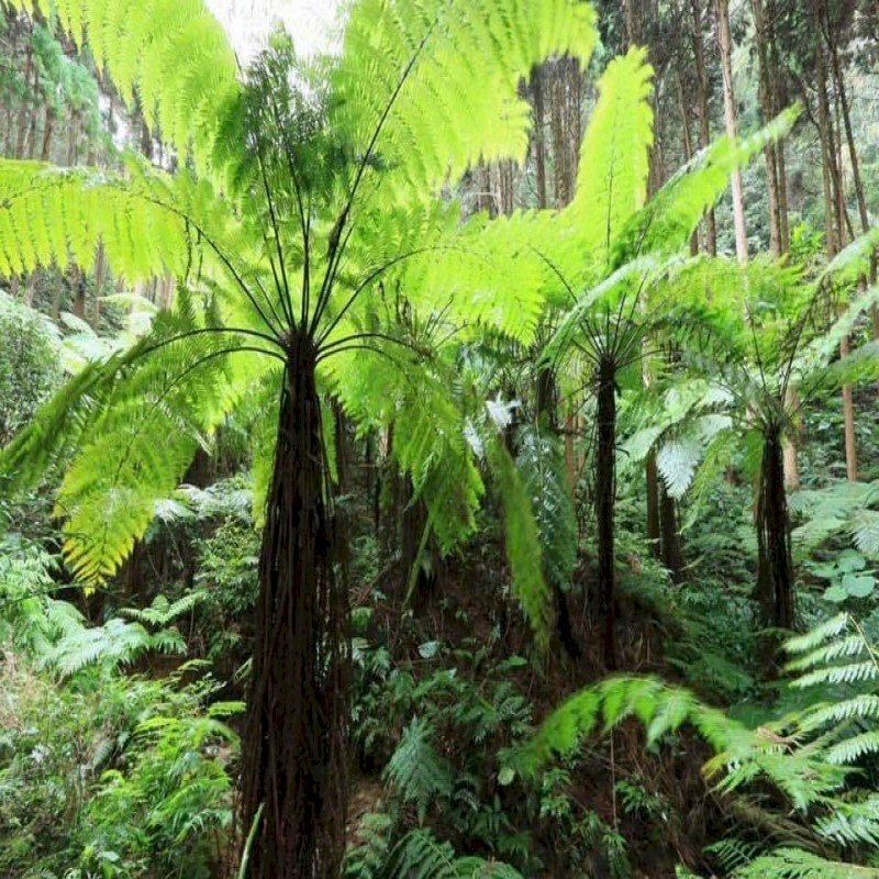 Hình ảnh những tán cây dương xỉ thân gỗ tuyệt đẹp