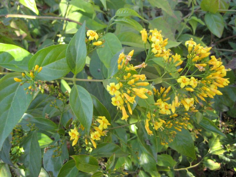 Hình ảnh tán cây lá ngón và chùm hoa vàng đẹp