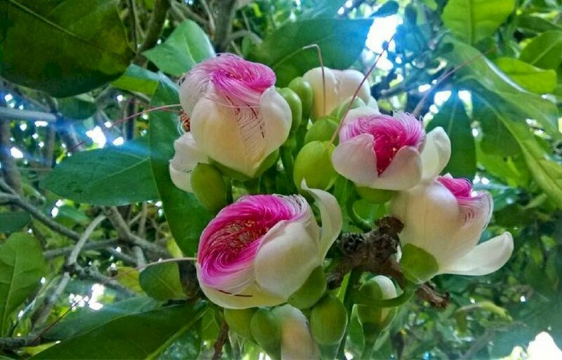 Hình ảnh chùm hoa bàng sắp nở