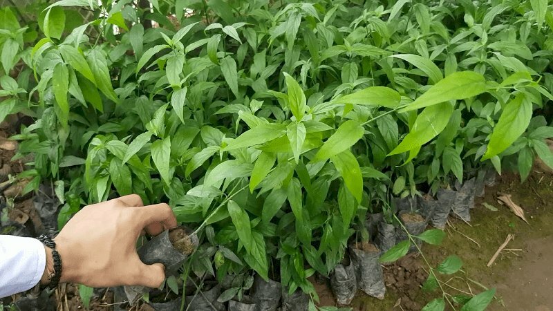 Hình ảnh cây bìm bịp con