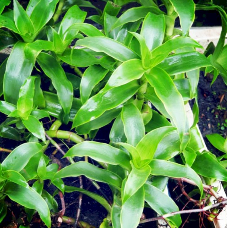 Hình ảnh vườn cây lược vàng xanh mát có tác dụng của cây lược vàng có thể chữa nhiều bệnh lý khác nhau nên hiện nay nó được trồng rộng rãi ở nhiều tỉnh thành trên cả nước