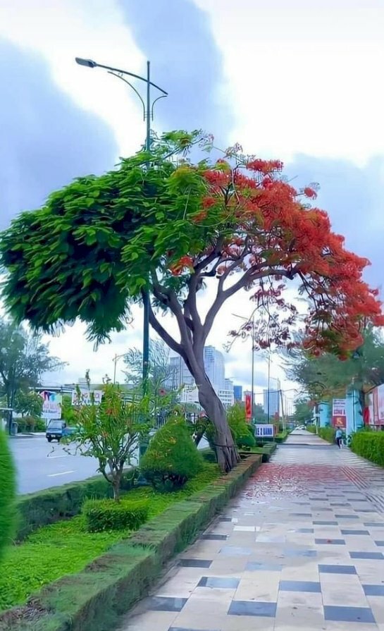 Hình ảnh về cây phượng bên đường đẹp rực rỡ dưới buổi chiều hè tắt nắng