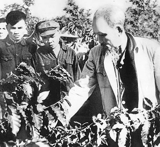 Hình ảnh Bác Hồ thăm đồi cà phê của Nông trường Đông Hiếu, huyện Nghĩa Đàn (Nghệ An)