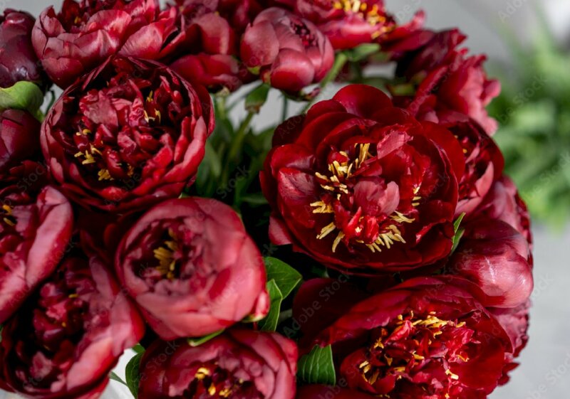 Ảnh bóa hoa mẫu đơn đỏ rực rỡ bên thềm