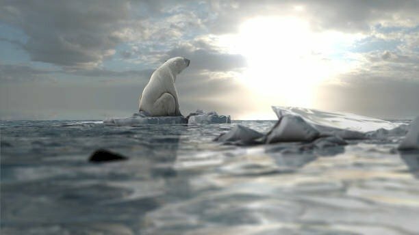 Ảnh gấu trắng ngồi buồn cô đơn một mình 