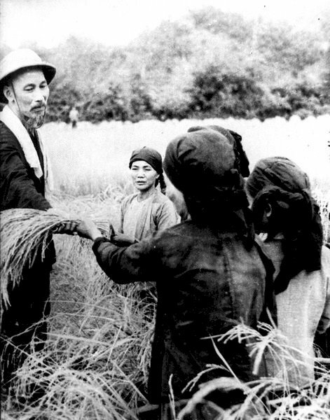 Hình ảnh Bác Hồ thăm bà con nông dân đang thu hoạch vụ lúa năm 1954