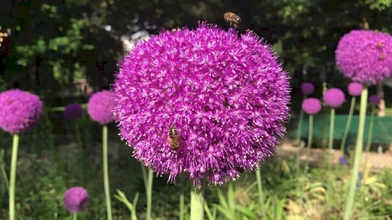 Hình ảnh cây bồ công anh với chùm quả tím lạ mắt