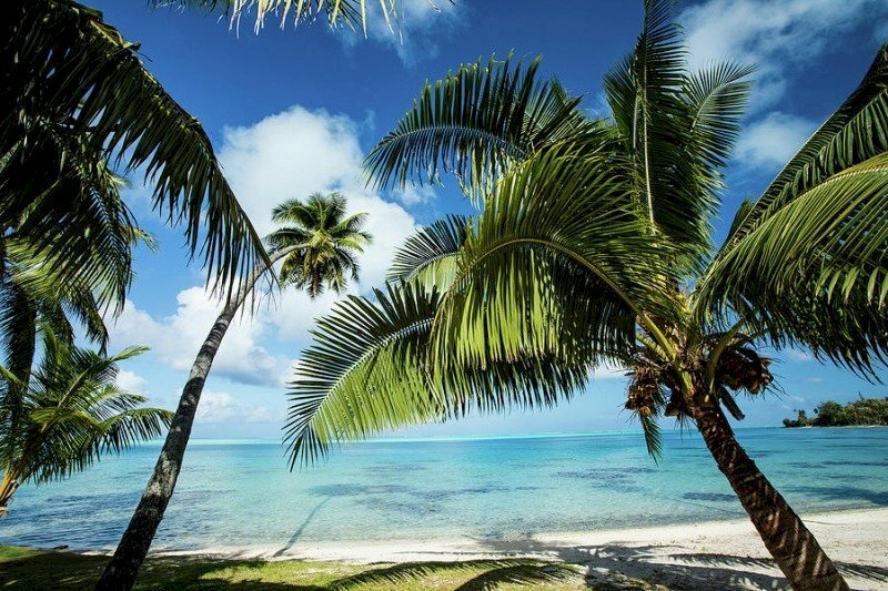 Hình nền cây dừa đẹp với hình ảnh cây dừa bên biển trong nắng xanh thật đẹp