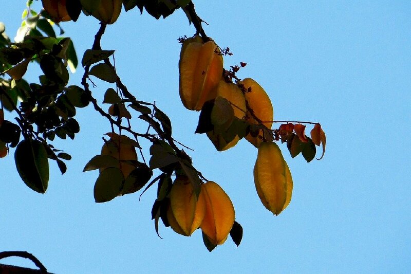 Hình ảnh cây khế đẹp trong nắng