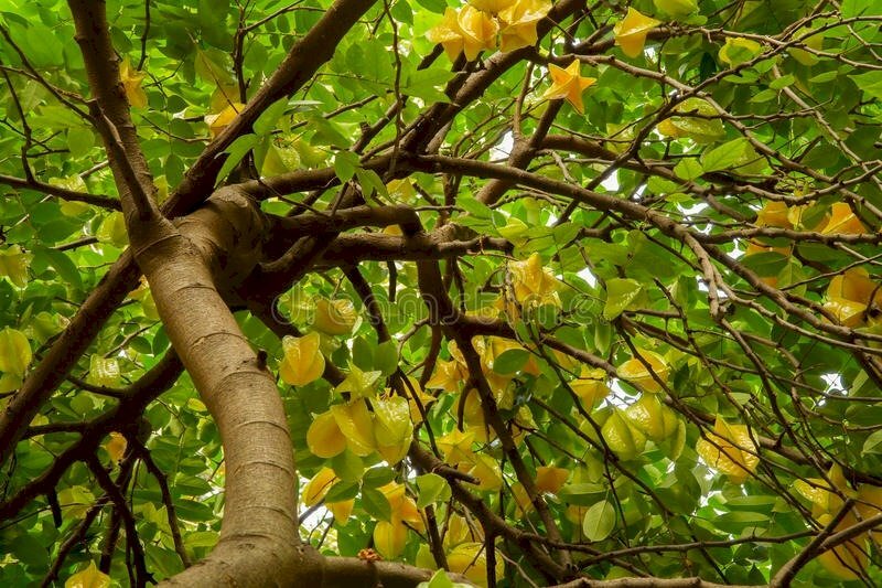 Ảnh cây khế với những quả chín vàng chen lẫn sắc lá xanh thật đẹp