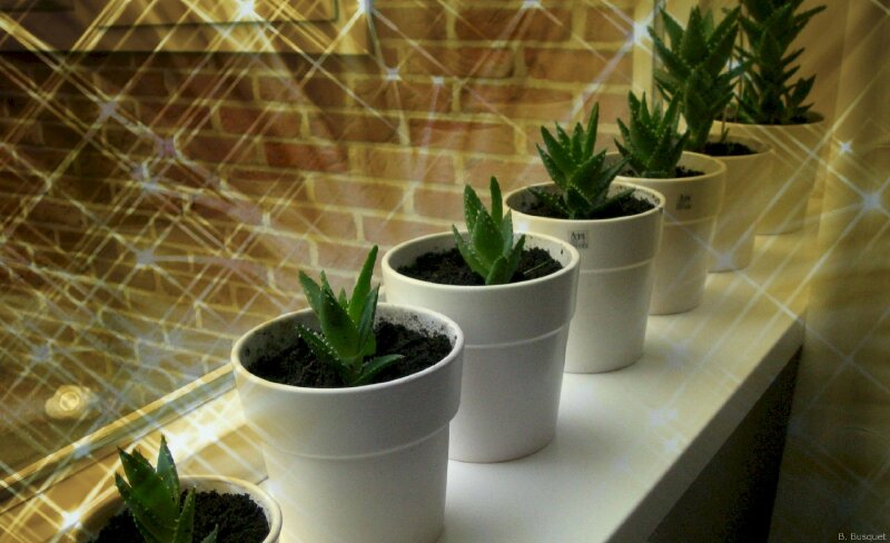 Hình ảnh những cây nha đam mini trong chậu kiểng trắng trang trí thật xinh xắn