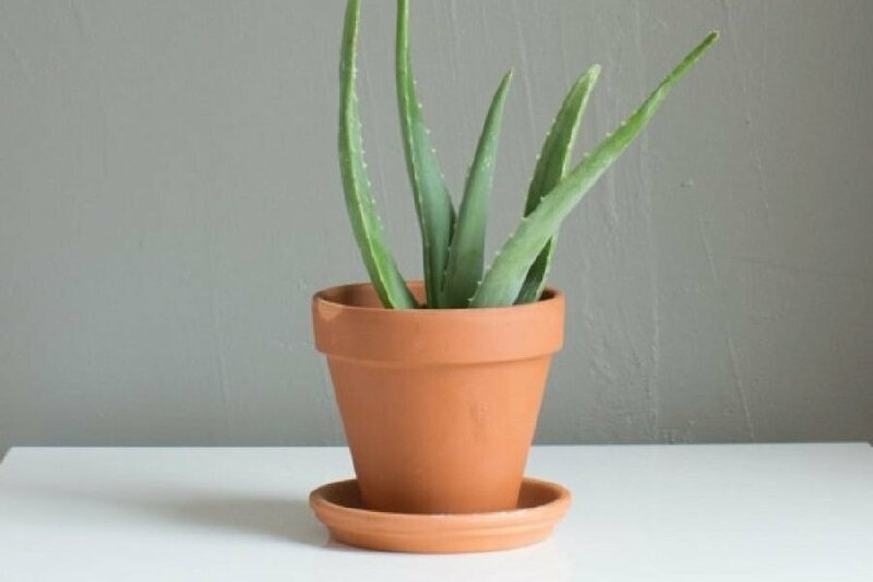 Ảnh chậu kiểng cây nha đam đơn giản, đẹp nhẹ nhàng