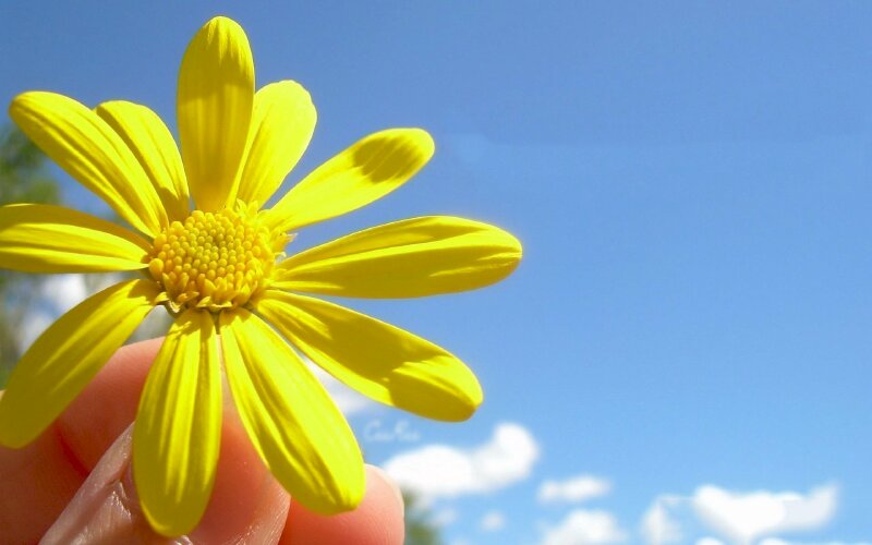 Ảnh chào ngày mới cute với hình ảnh bông hoa xinh xắn giữa trời xanh 