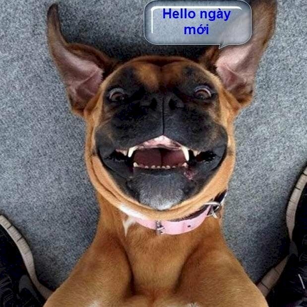 Hình ảnh chào ngày mới dễ thương mặt chú chó hài hước