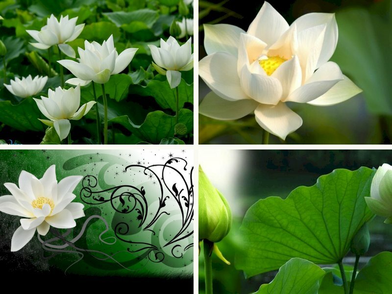 Top 101 hình hình họa hoa sen white đẹp nhất nhất
